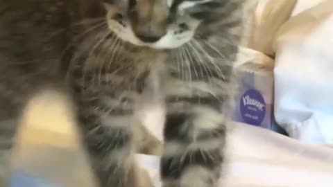 love cat