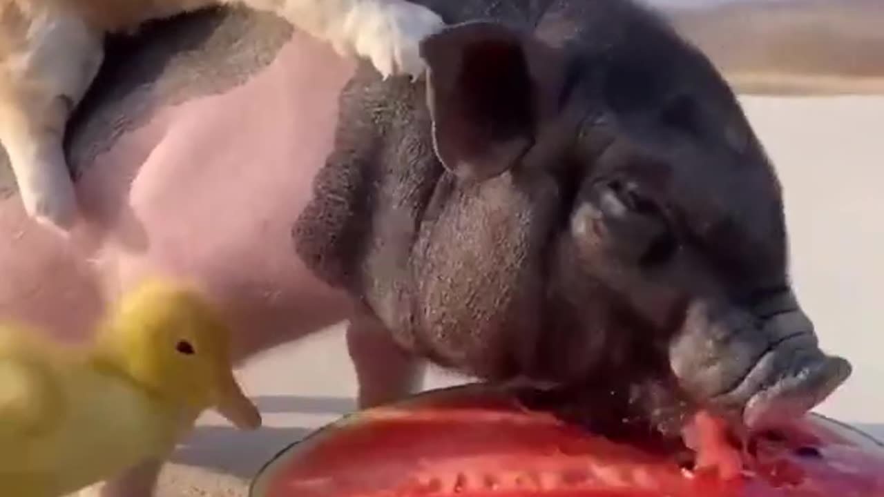 Funny and cute pets
