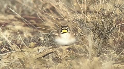 Horned Lark Fluffing Feathers in Slow Motion