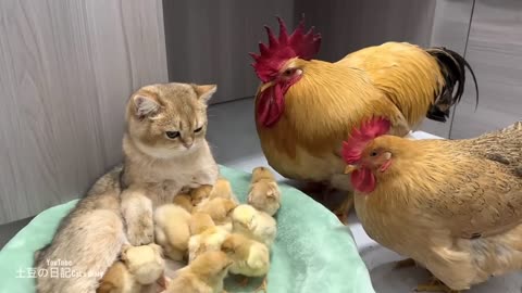 The rooster and thehen were stunned on the spot