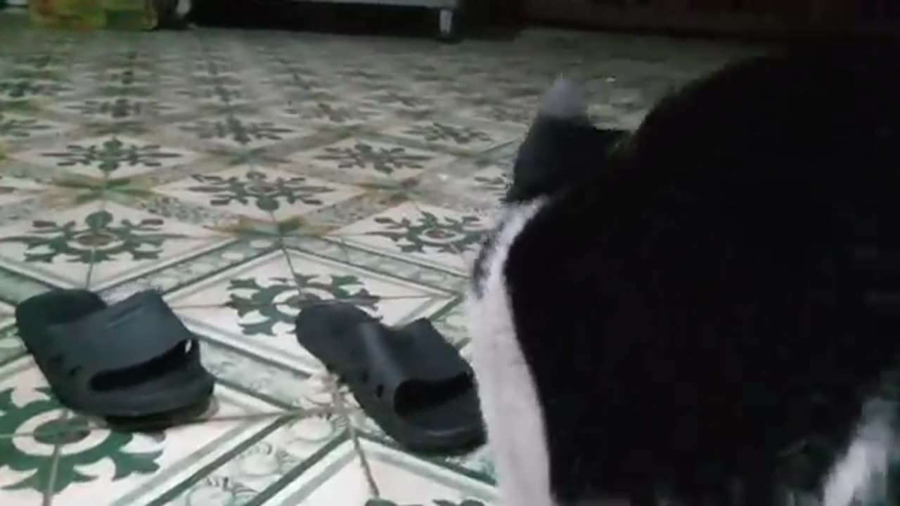 Sharing My Cute Pets Cat and Puppy Dog Funny Moment😻😹🐶 | Viral Cat