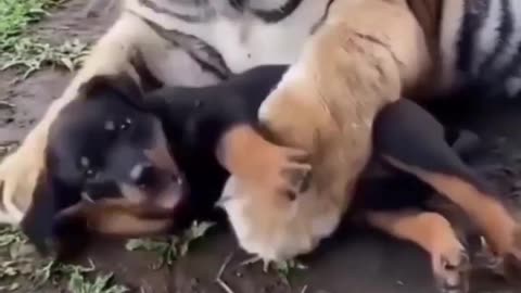 BEST FRIENDS PLAYING 😂 TIGER AND DOG