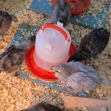 The Chipper Chicks~ Convo's At The Water Cooler