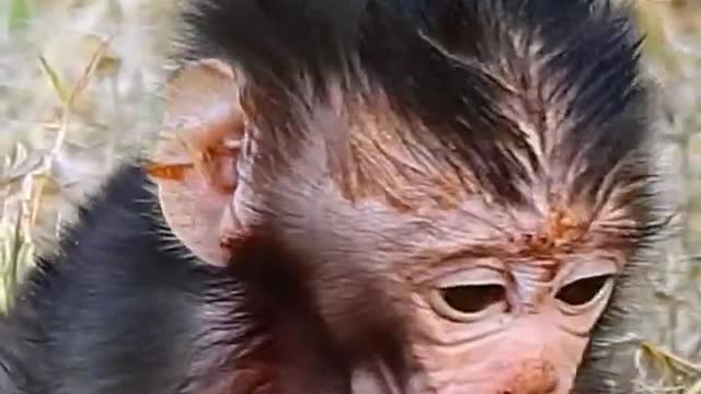 Cute dirty baby monkey