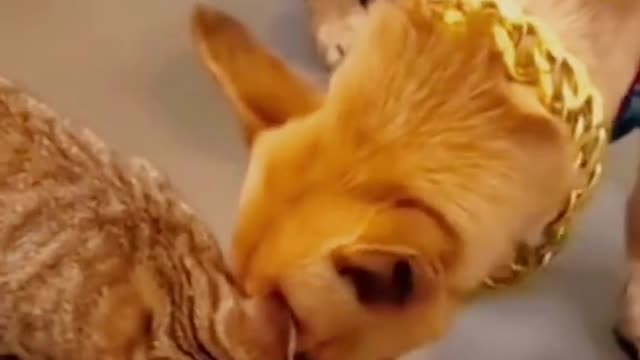 Funny cat and generous dog #funnyvideos #funnyanimals #funnycat #funnydog