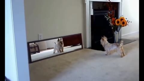 Puppy playing with him in mirror.