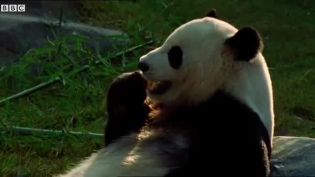 The Celebrity Panda | Walk On The Wild Side | Funny Talking Animals | BBC Earth