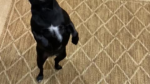 Walking Backwards Doesn’t Bother This Well Balanced Chihuahua