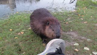 Beaver Flails Over Unusual Smells