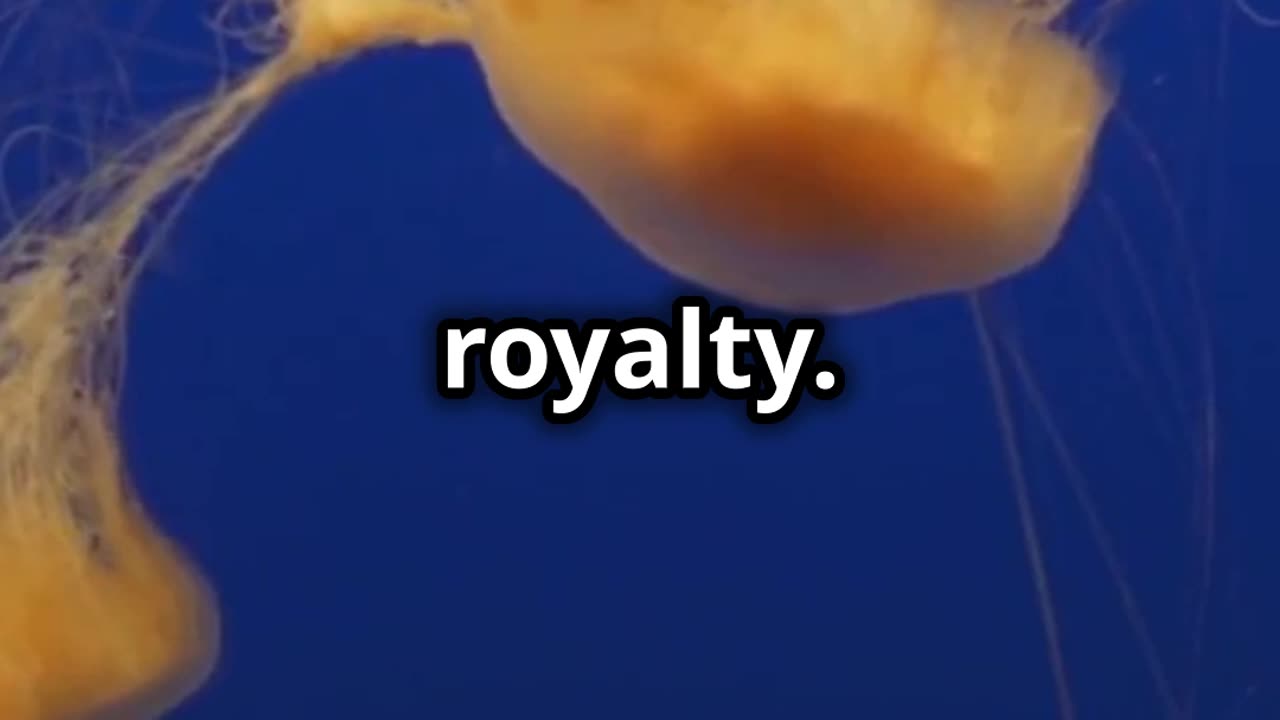 🌊 Top 10 Lion’s Mane Jellyfish: The World’s Largest and Most Majestic Jellyfish 🦁🐙