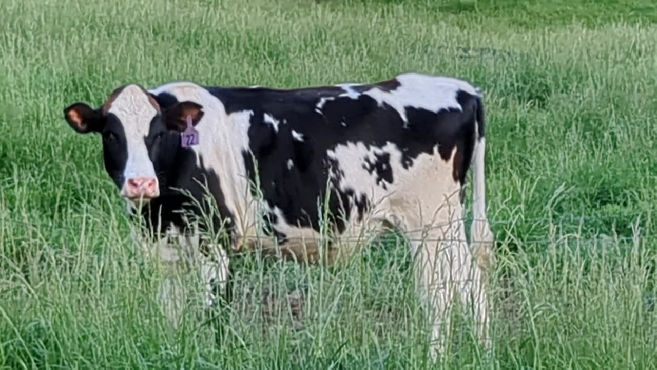 Wookiee the cow