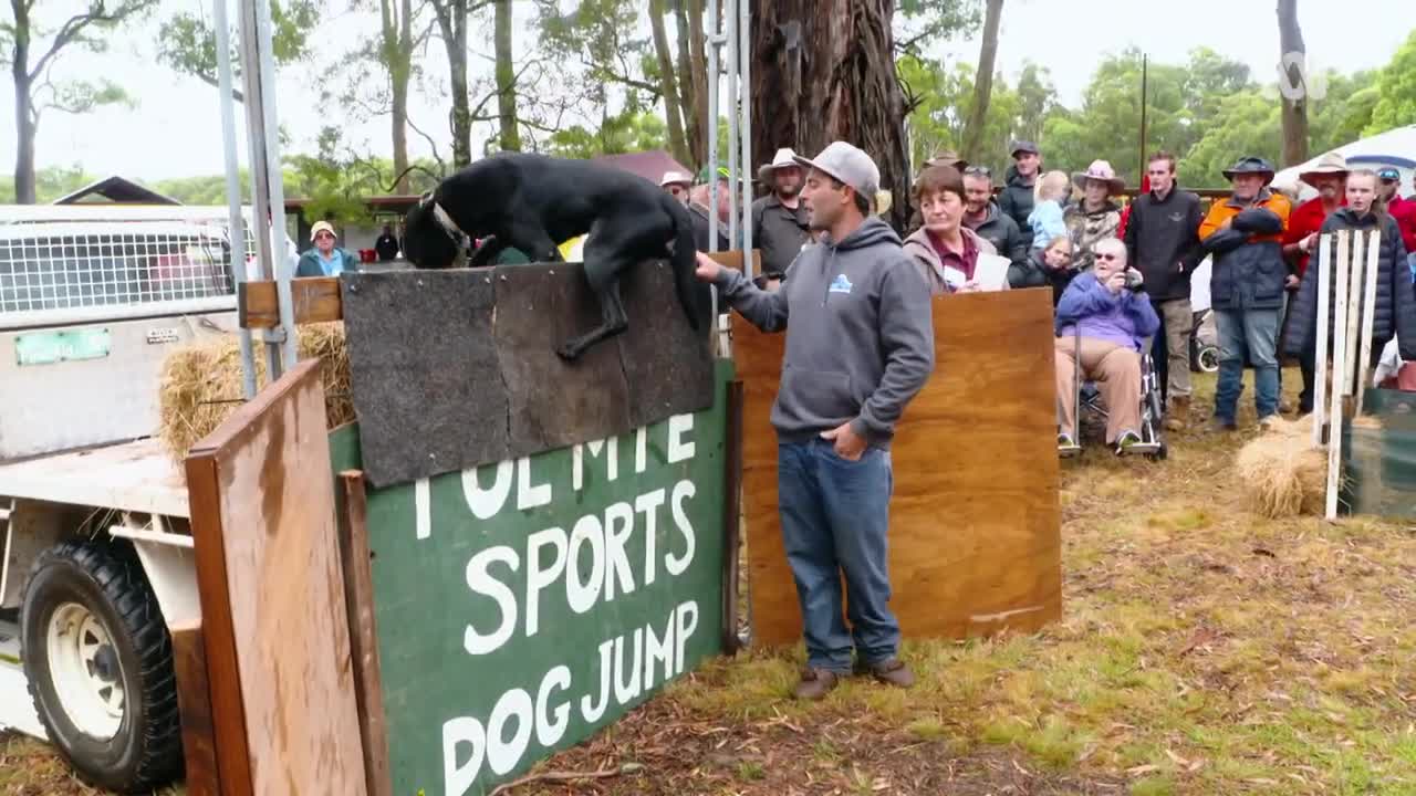 Extreme Aussie working dog jumping competition 🚧🐕 | Aussie Animals Ep6 | ABC Australia