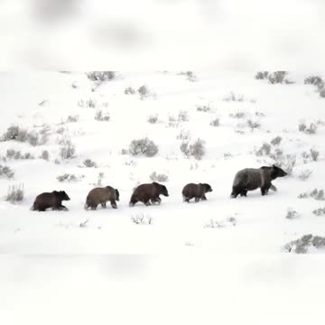 That’s a lot of mouths to feed