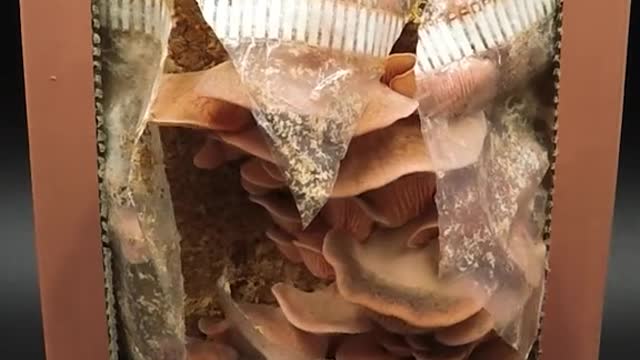 Pink oyster mushroom grow kit.