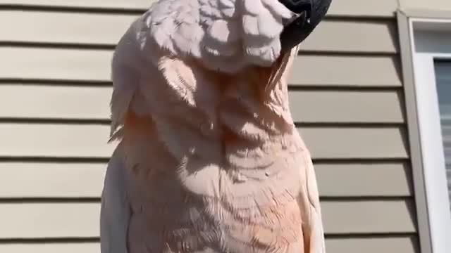 This parrot is beautiful