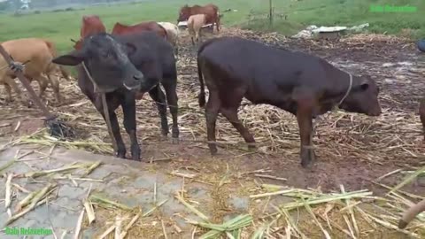 Cow Cute, Cow Funny Videos