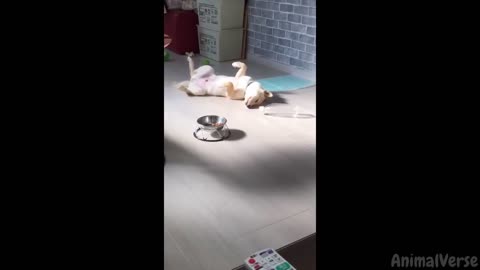 Funniest Dogs 3 Hours of Hilarious Animals