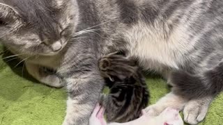 Kitten named after George Bush