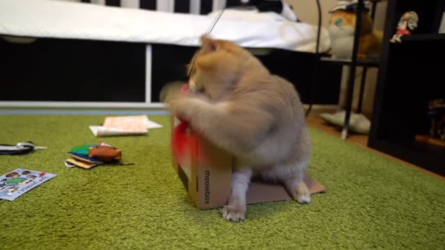 Hosico is loving his new Meowbox toys!