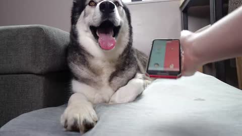 A Phone App Translates My Husky Speaking! Testing Dog Translators!