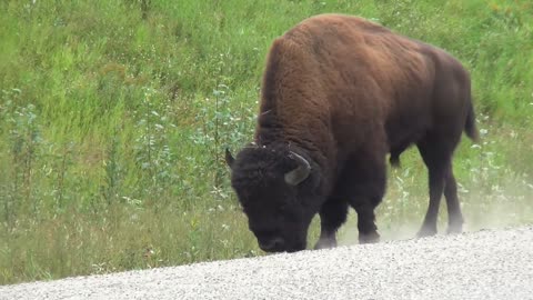 Large buffalo stray in the forest