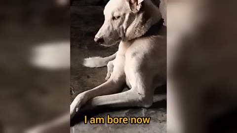 New dog video 🐕