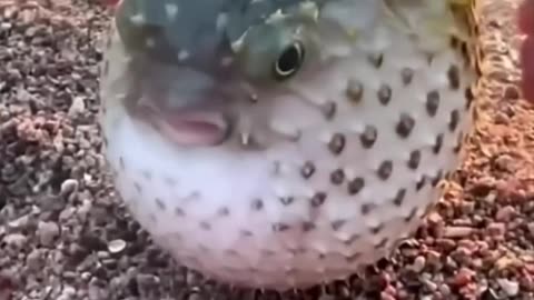 Puffer fish