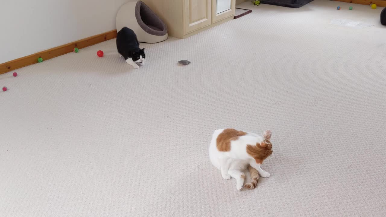 Cat Wiggles Butt Before Pouncing