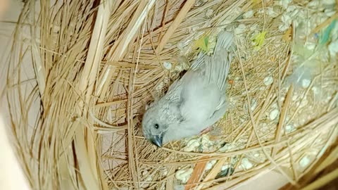 Nature Birds Chicks