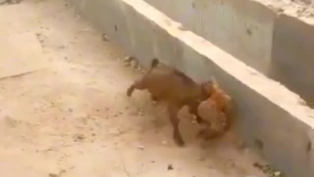 A stubborn hen fighting with a goat🐐