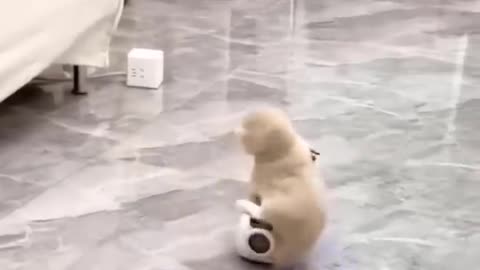 Cute and funny animals