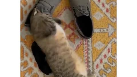 funny cats, funny cats and dogs, funny cats videos, funny cats compilation, funny cats shorts