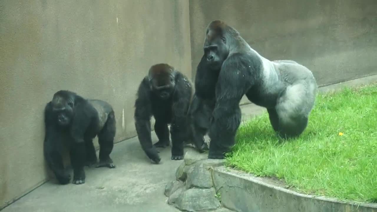 Gorillas patrolling