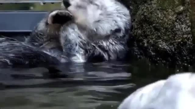 A tired beaver takes a break
