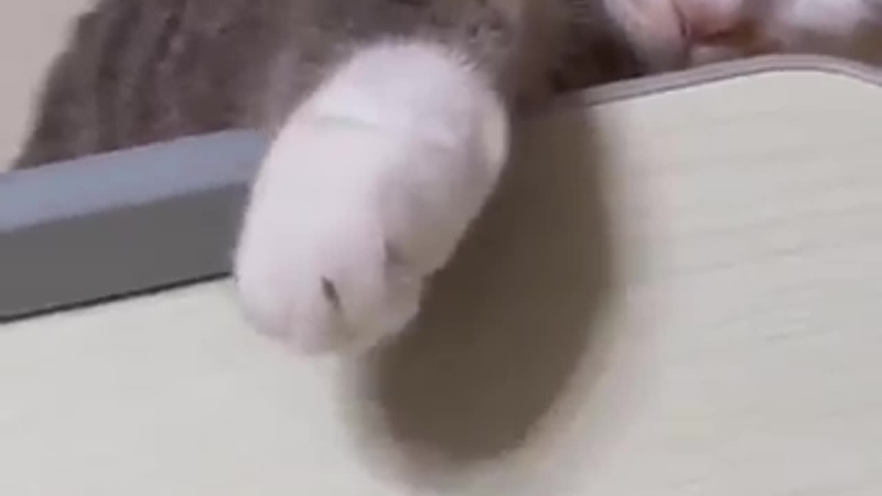 Funny animals videos 😻😻