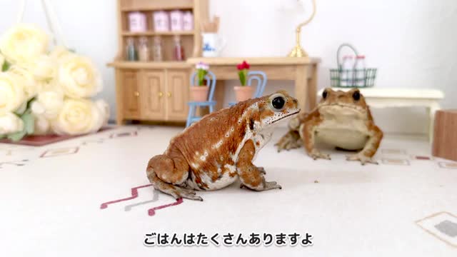 ミヤコヒキガエルはこんなに可愛いカエルです【ミヤコヒキガエル/ Miyako toad】