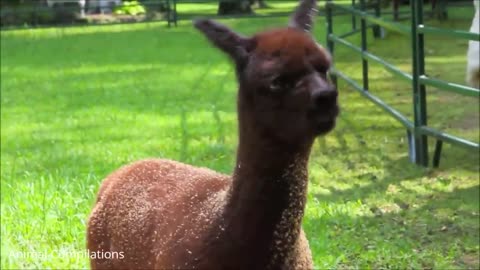 its very cute😊😹||FUNNY VIDEOS BABY ALPACA😹😹😹