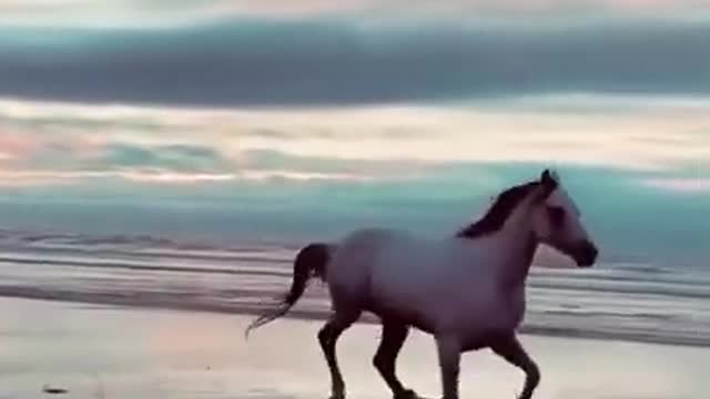 Beautiful horse