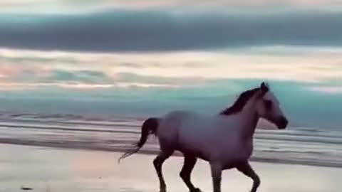 Beautiful horse