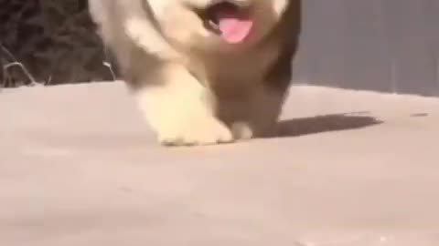 Cute dog