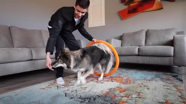 Teaching My Huskies How To Jump Through A Hoop!