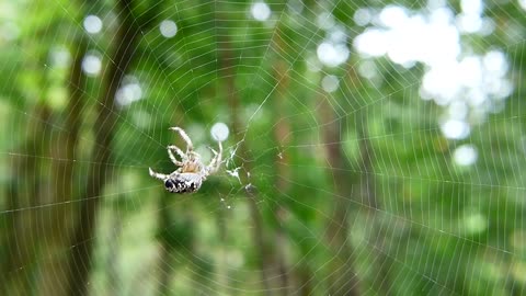 Crusader Garden He Did Spider