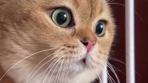 Funny bueatful cute cat