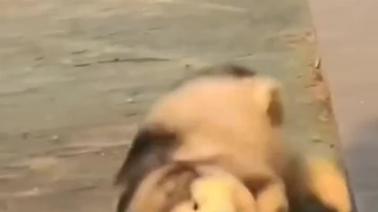 Best animals comedy