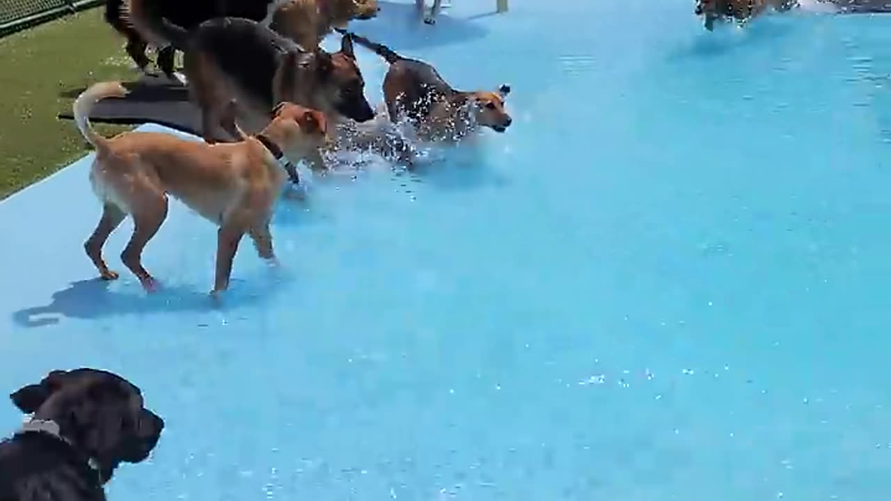 Pool day for the puppy 🐶