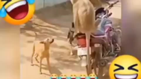 Dog with Monkey Funny Video