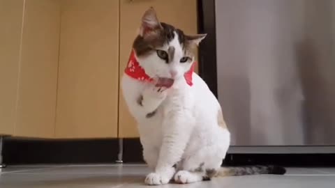 Cute Cat | Pat Cat Video | Video For Cat Lovers |