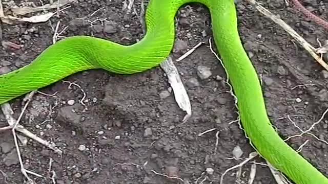 red tail green snake