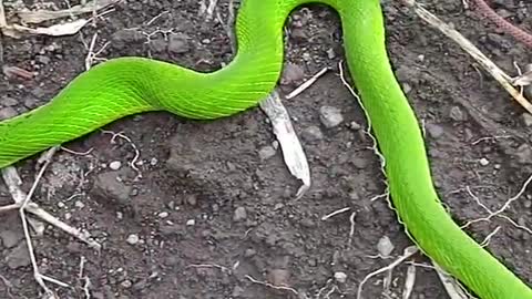 red tail green snake