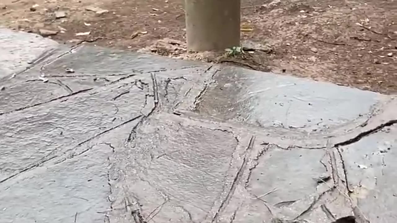 Funny Monkey####